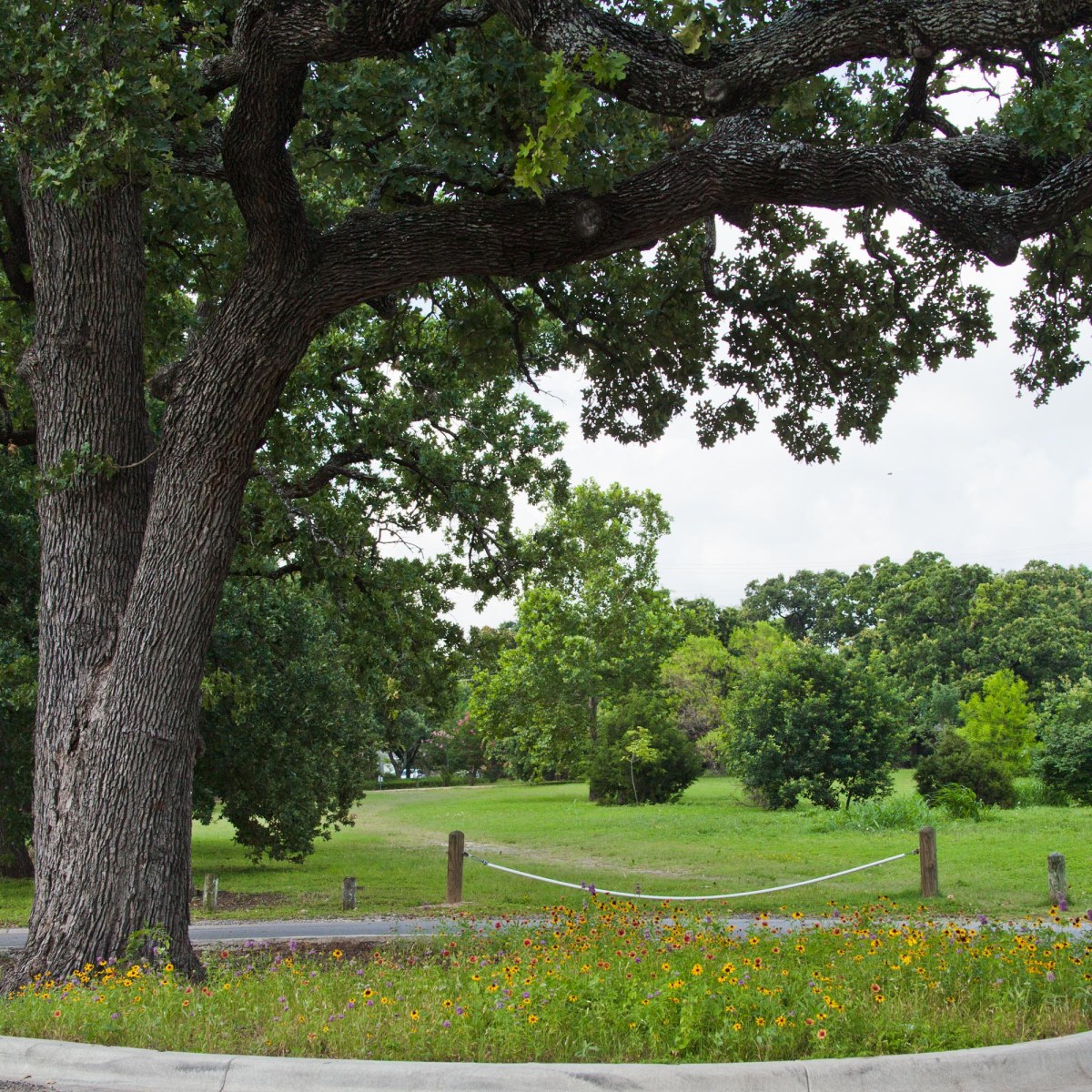 Patterson Park wildflowers