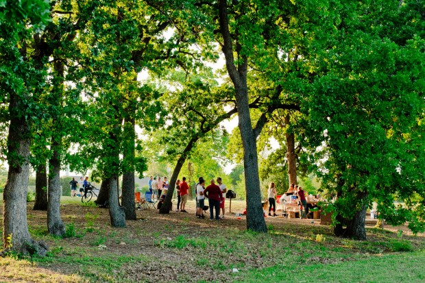 Grove of post oaks at Patterson Park